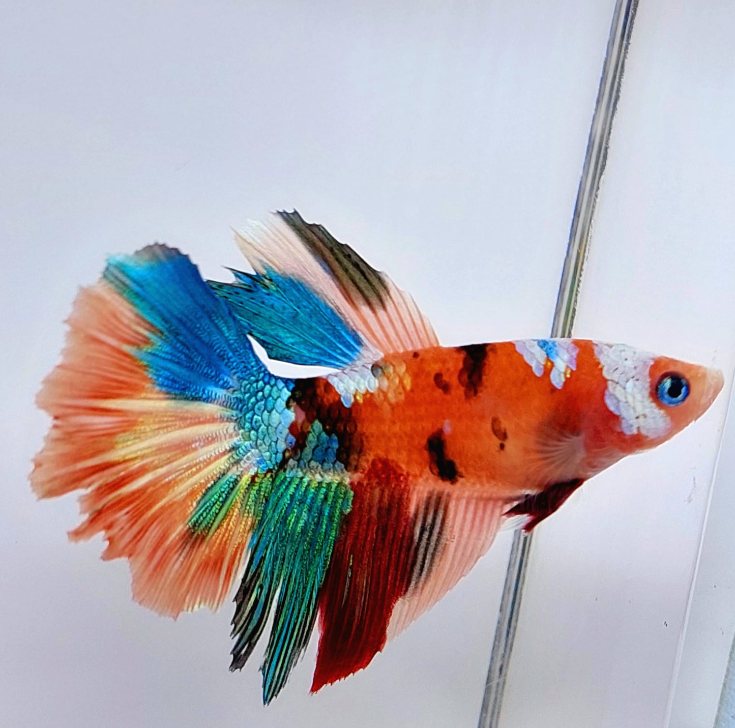 Multicolor Galaxy Halfmoon Female For Sorority Tank/Breed