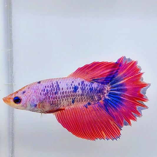 Pink Fancy Halfmoon hembra para hermandad de mujeres tanque/raza