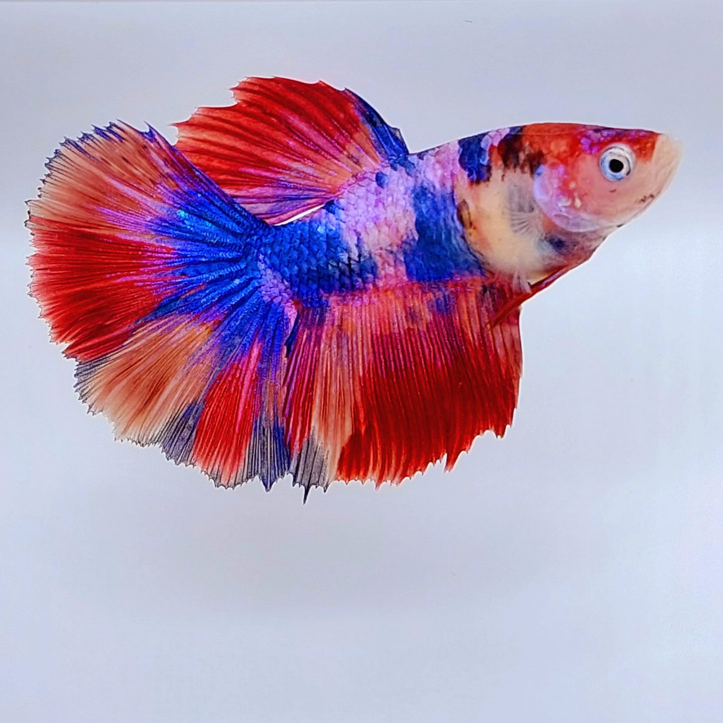 Huge Fins Multicolor Purple Pink Galaxy Halfmoon Female For Sorority Tank/Breed