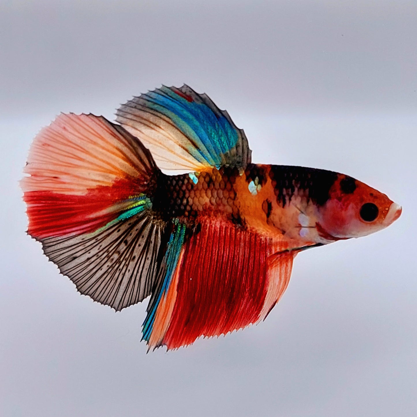 Huge Fins Multicolor Koi Tiger Halfmoon Female For Sorority Tank/Breed