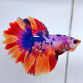 Huge Fins Multicolor Purple Pink Candy Sun Tail Halfmoon Female For Sorority Tank/Breed