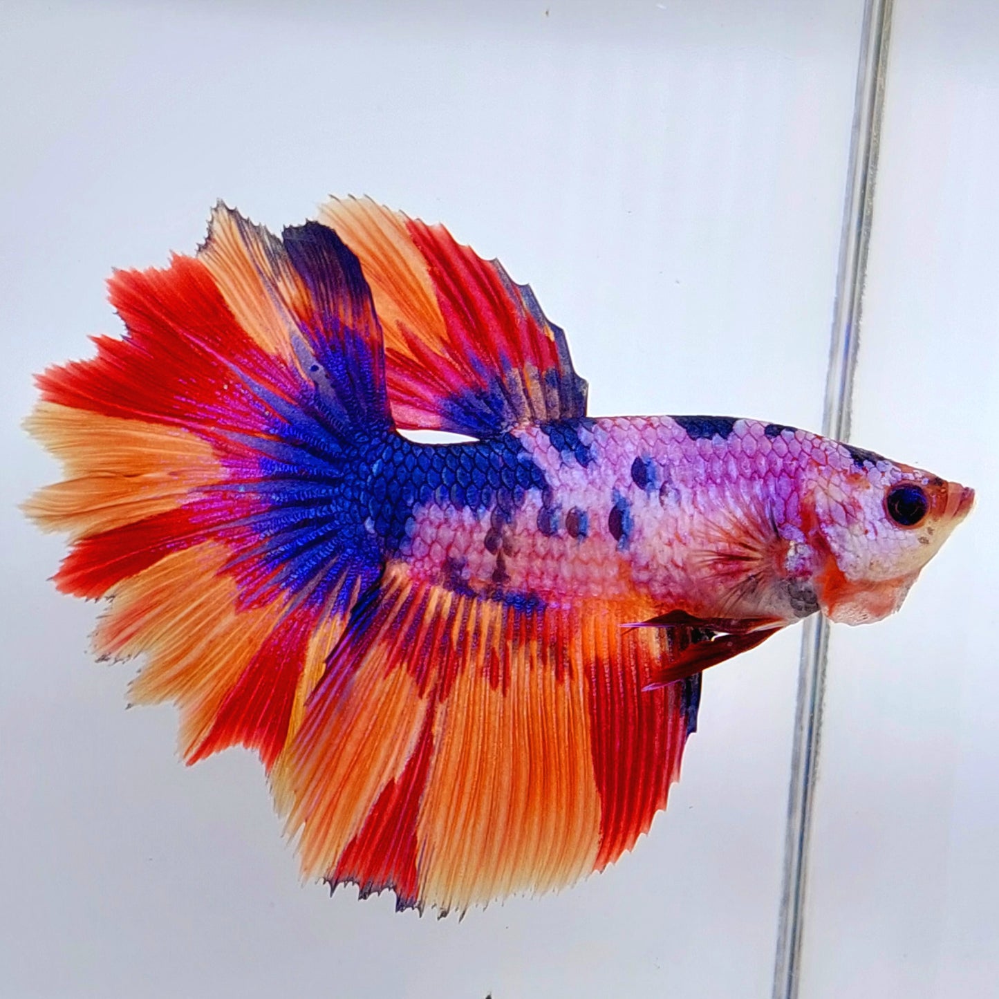 Huge Fins Multicolor Purple Pink Candy Sun Tail Halfmoon Female For Sorority Tank/Breed