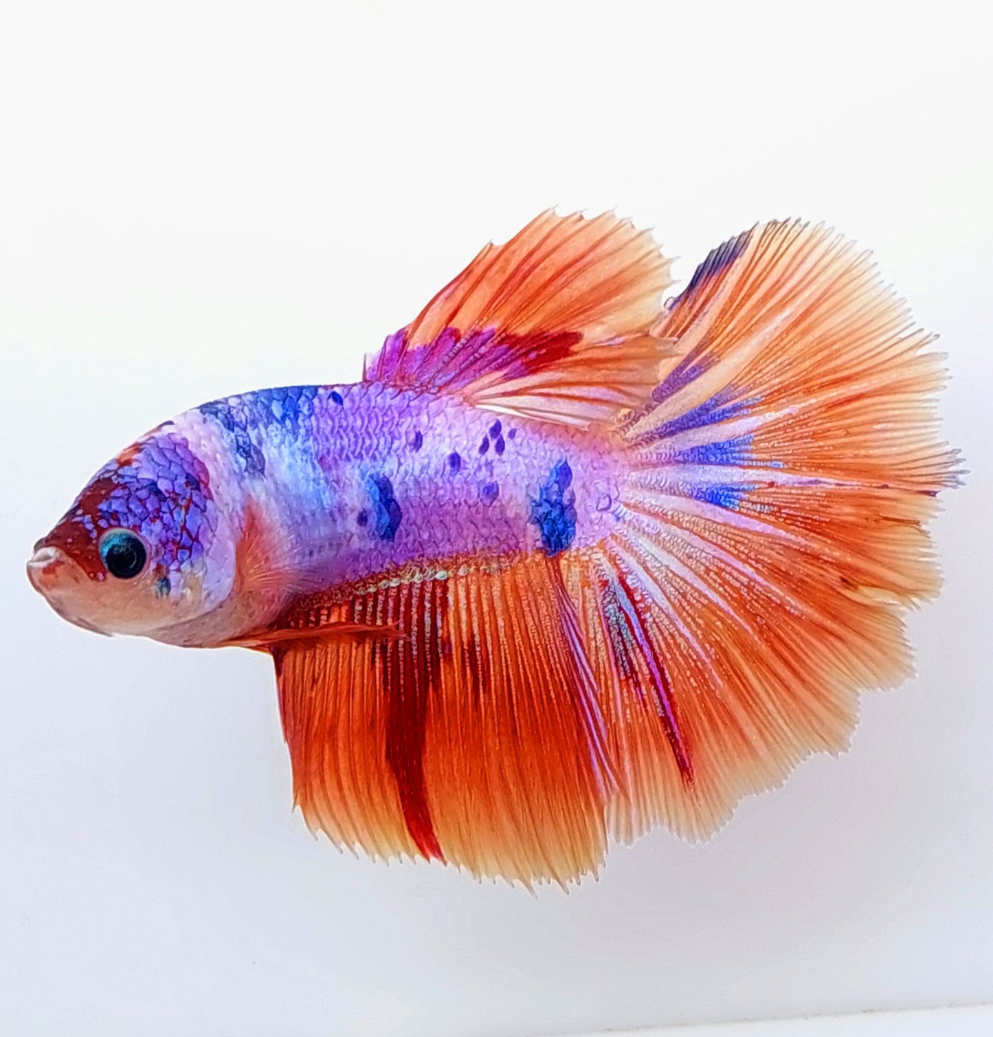 Huge Fins Multicolor Purple Pink Candy Halfmoon Female For Sorority Tank/Breed