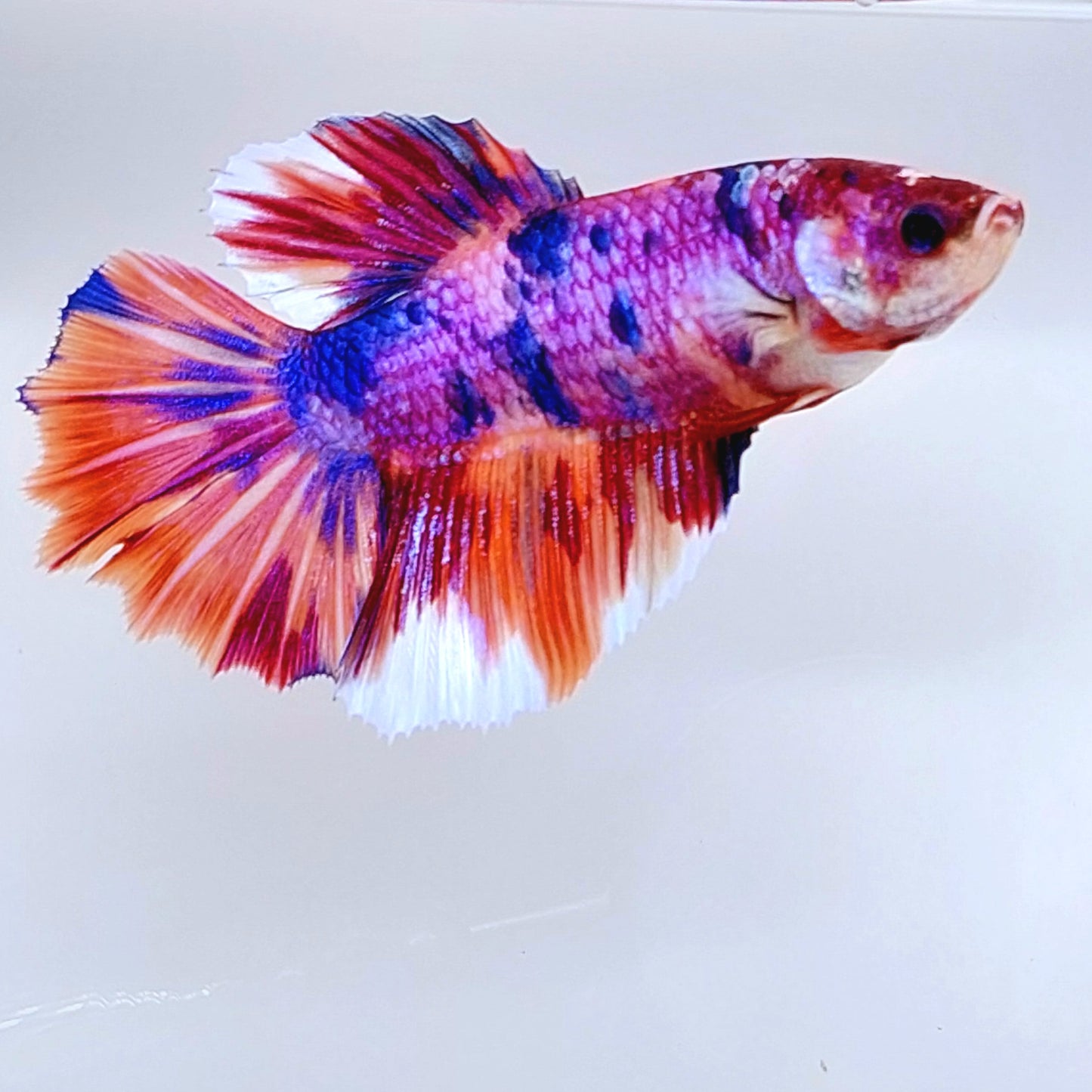 Multicolor Purple Pink Candy Halfmoon Female For Sorority Tank/Breed