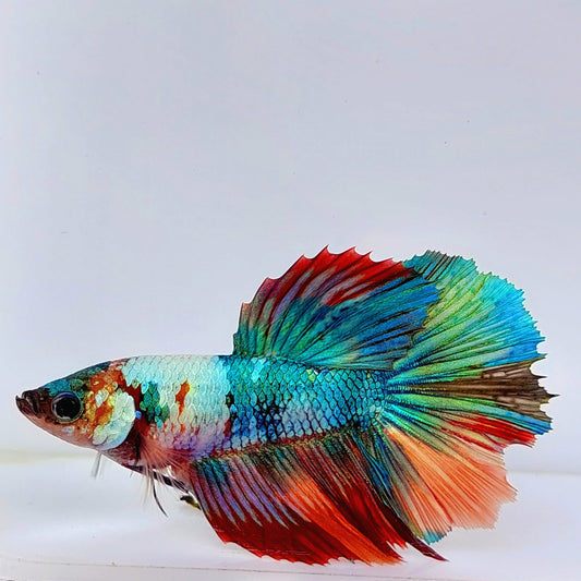 Enormes aletas multicolor Halfmoon hembra para hermandad de mujeres tanque/raza