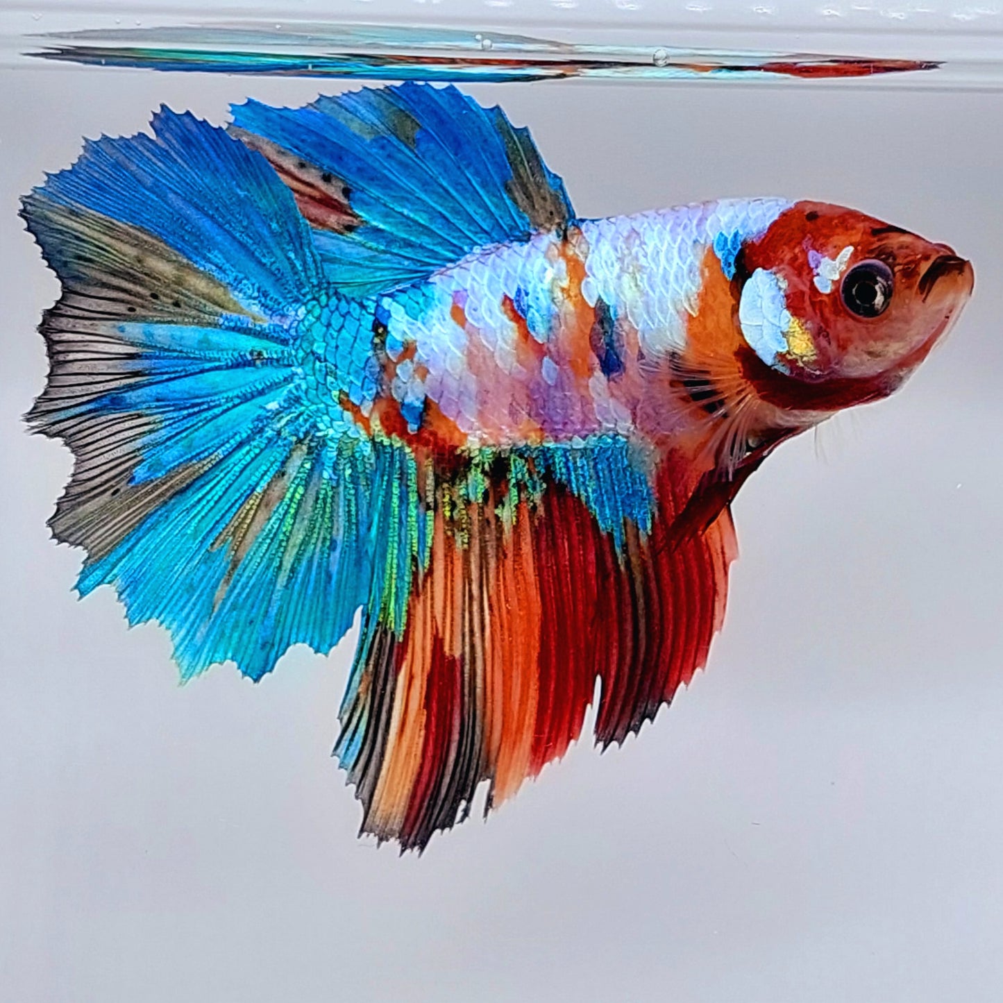 Huge Fins Multicolor Galaxy Halfmoon Female For Sorority Tank/Breed