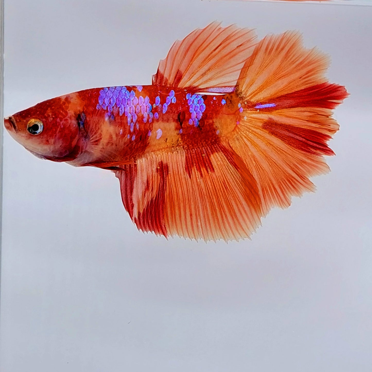 Multicolor Candy Purple Galaxy Halfmoon Female For Sorority Tank/Breed