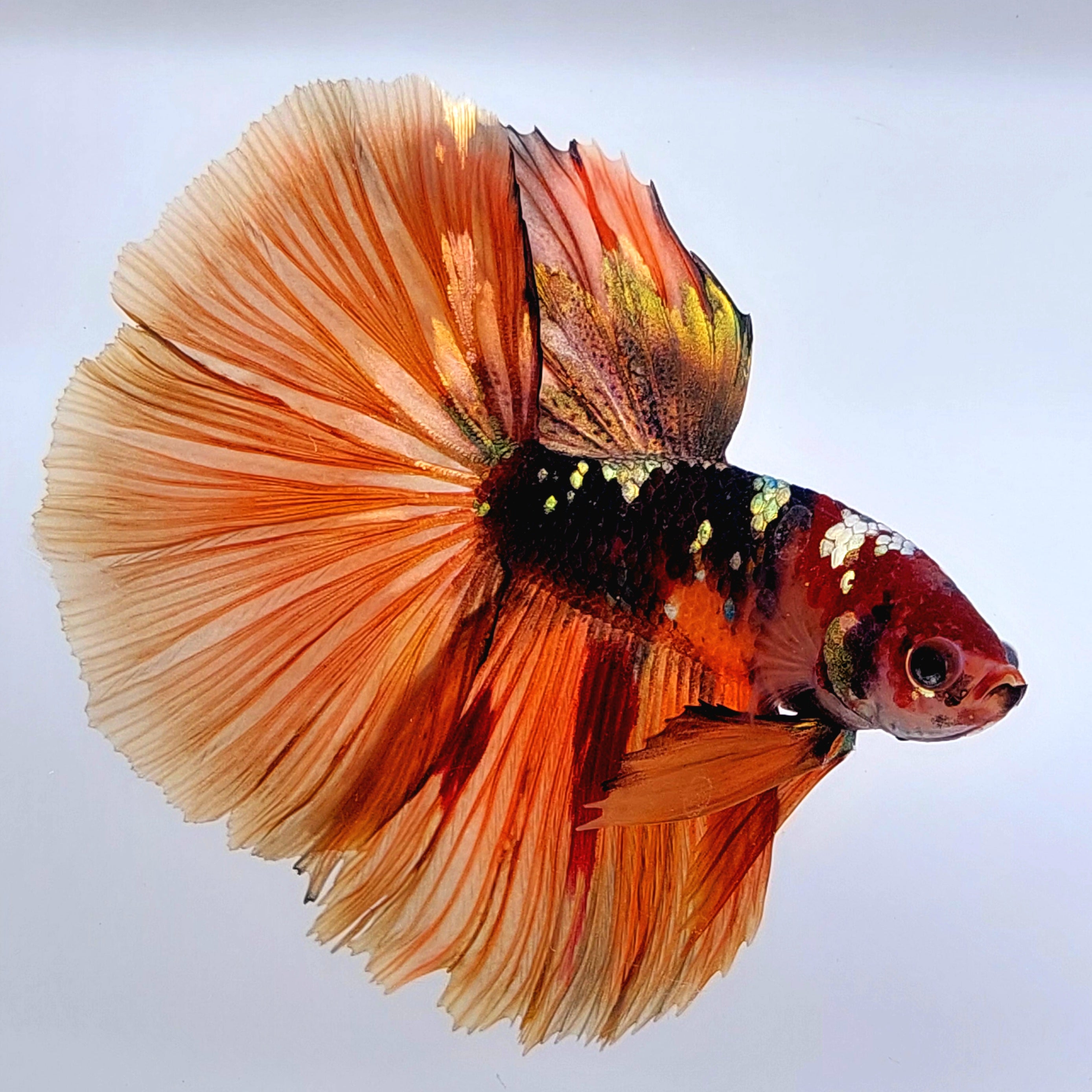 コッパーキャンディーブラックギャラクシーハーフムーン男性