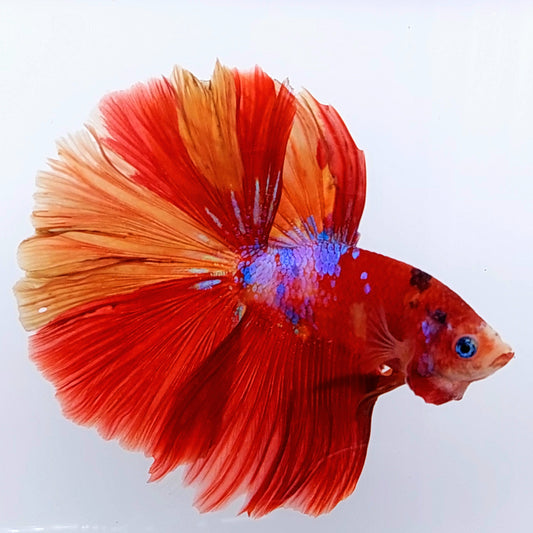 Multicolor Koi Pink Galaxy Halfmoon Macho