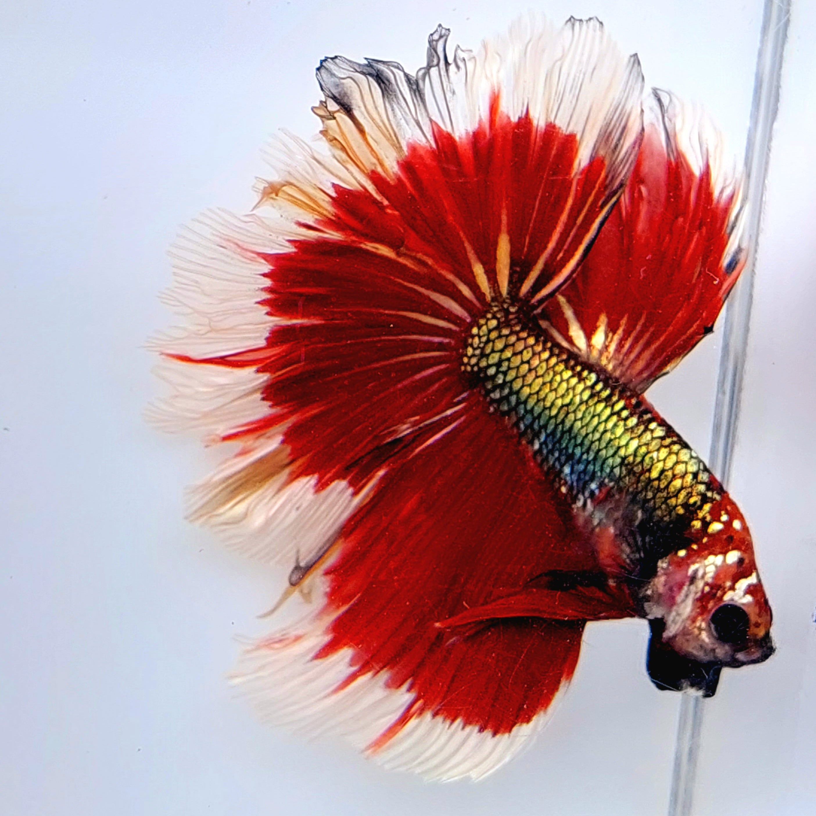 ファンシー グリーン コッパー バタフライ ハーフムーン オス