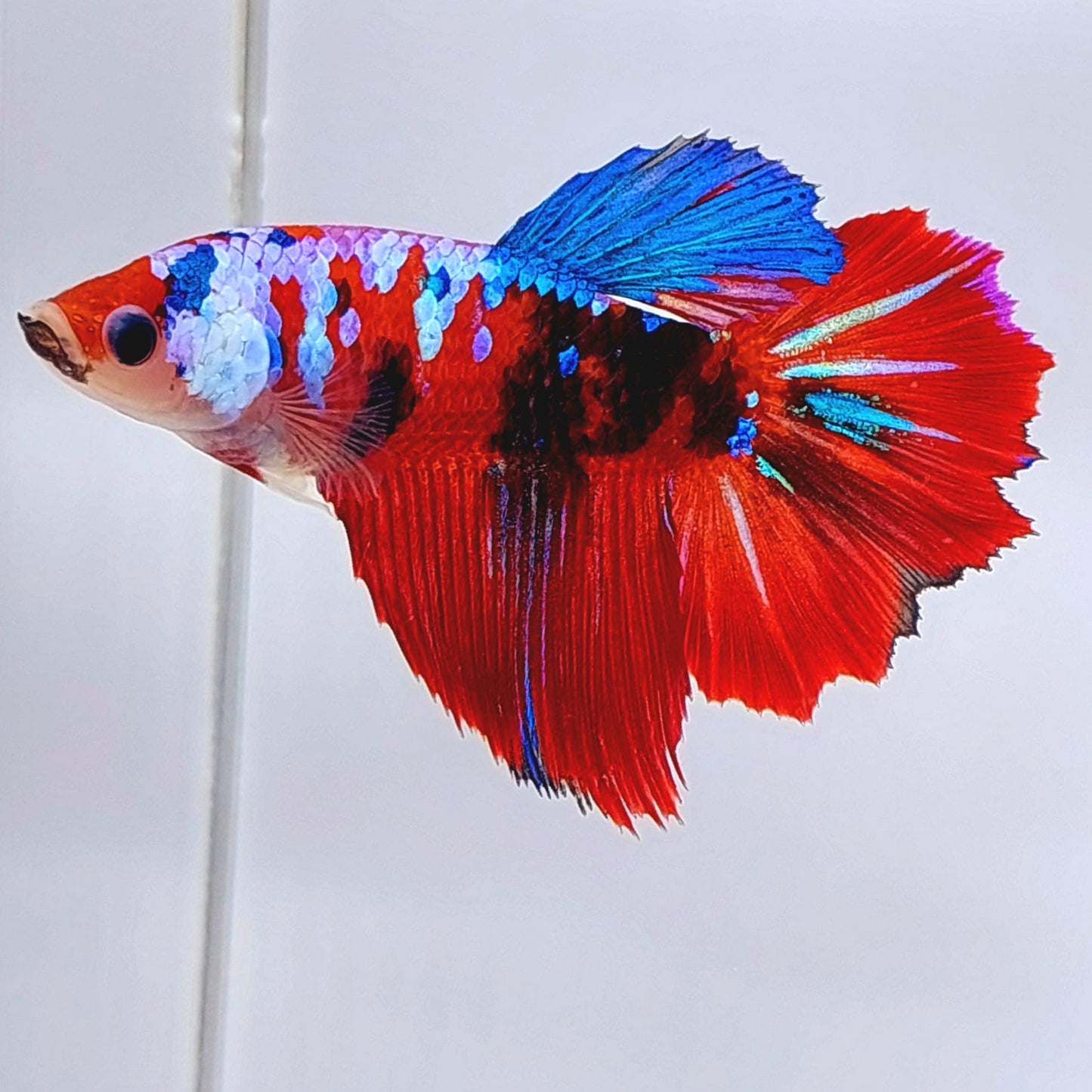 Multicolor Koi Galaxy Halfmoon Female For Sorority Tank/Breed