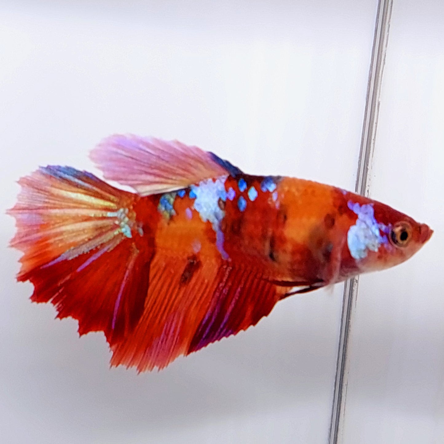 Multicolor Candy Galaxy Halfmoon Female For Sorority Tank/Breed