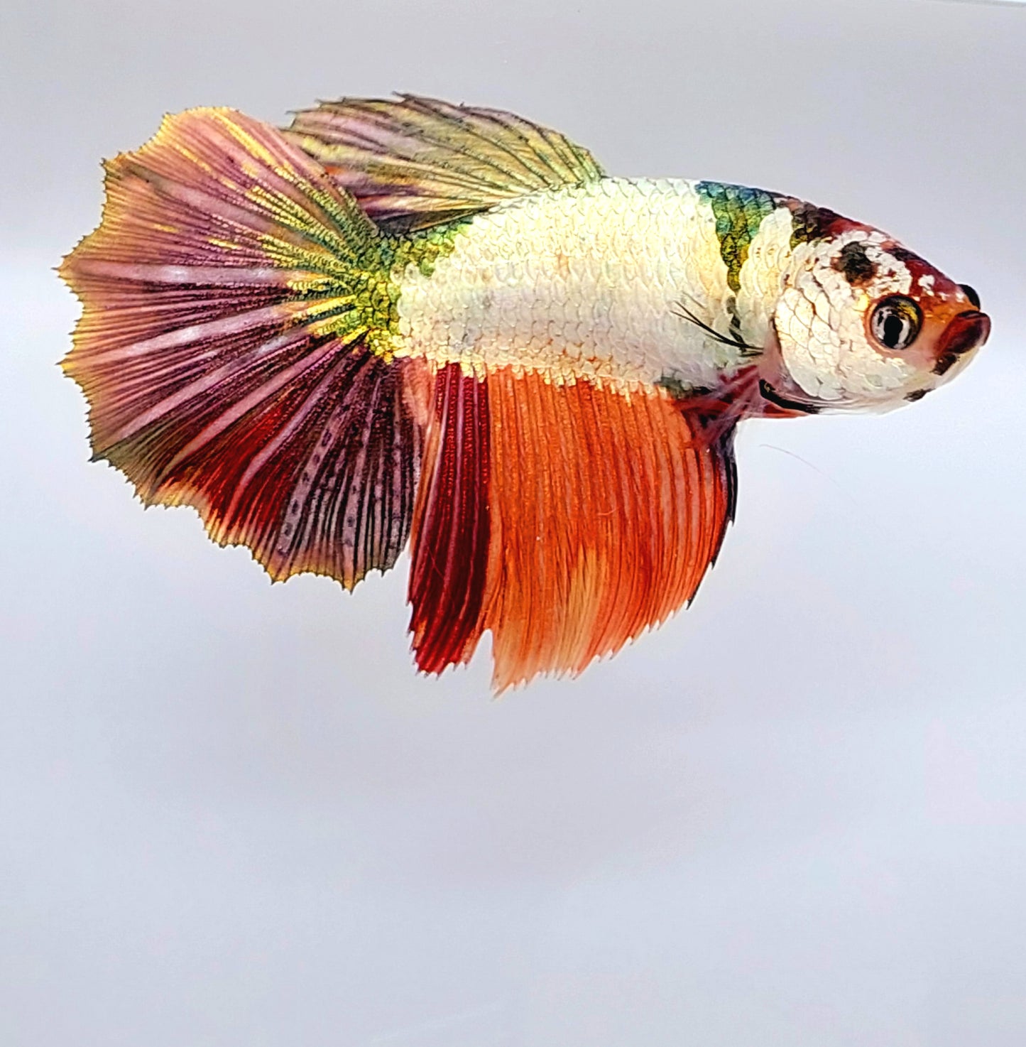 Multicolor Copper Gold Candy Halfmoon Female For Sorority Tank/Breed