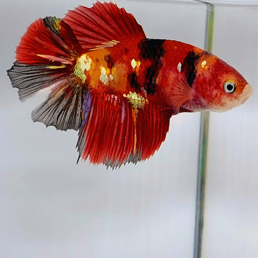 Red Koi Gold Galaxy Halfmoon hembra para hermandad de mujeres tanque/raza