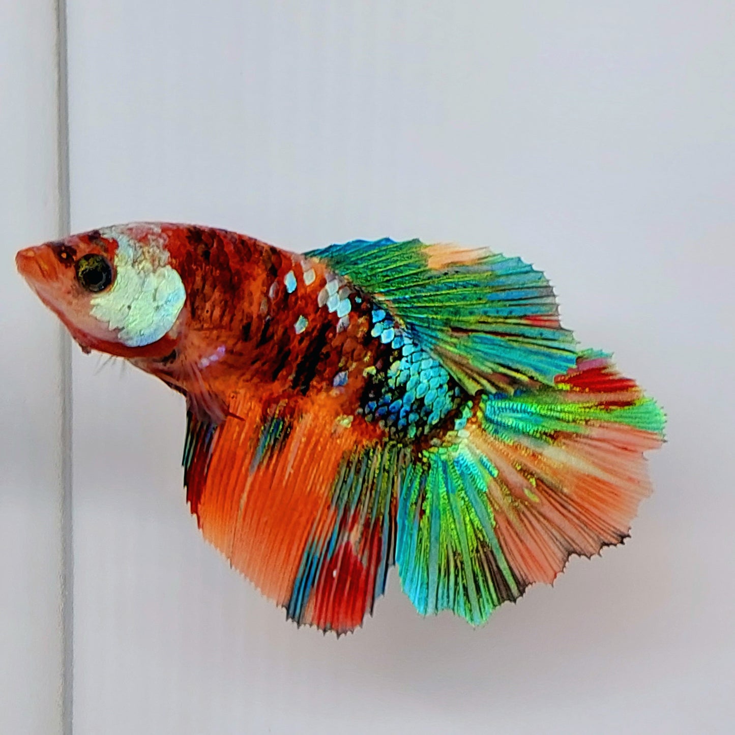 Multicolor Galaxy Halfmoon Female For Sorority Tank/Breed