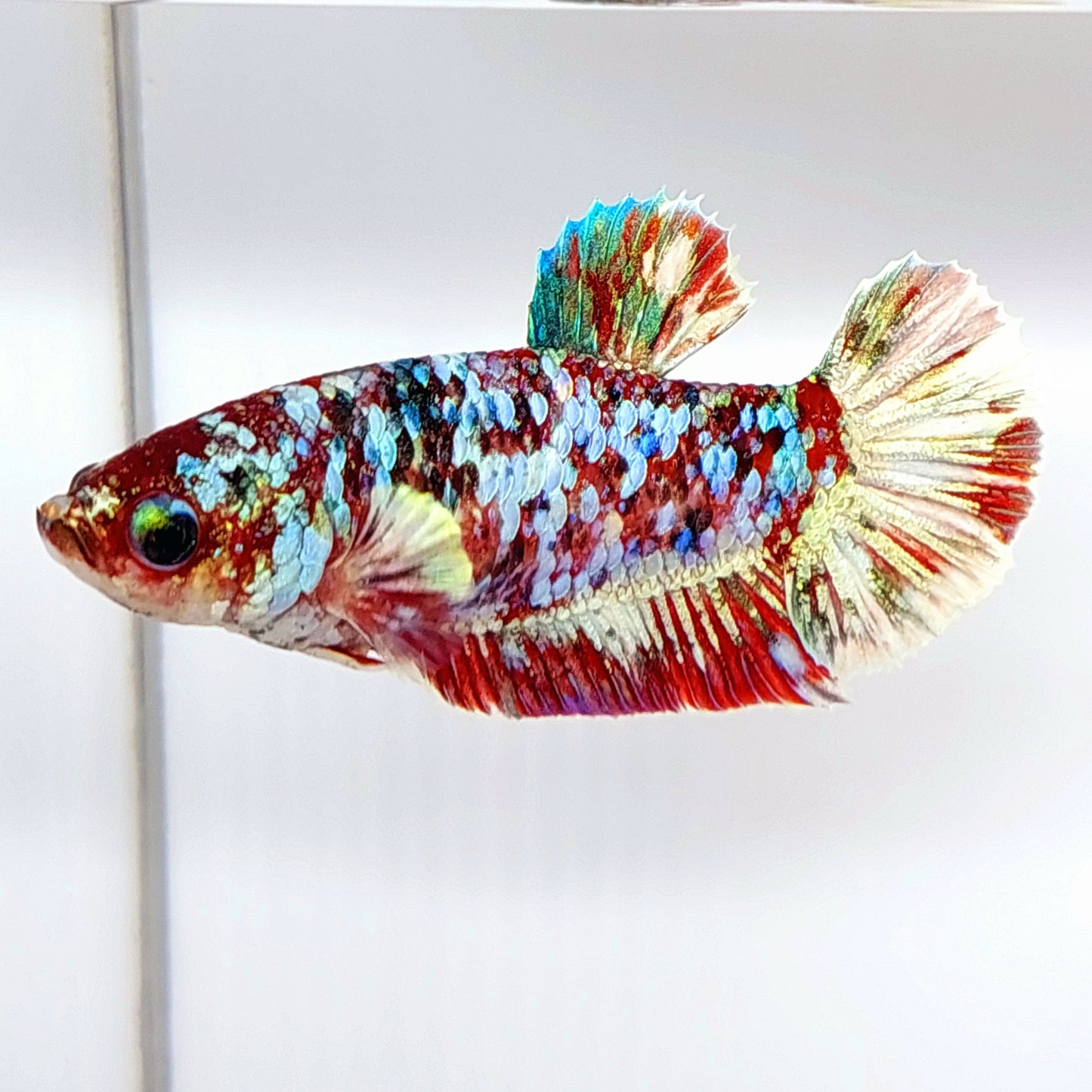 Multicolor Gold Galaxy HMPK Female For Sorority Tank/Breed