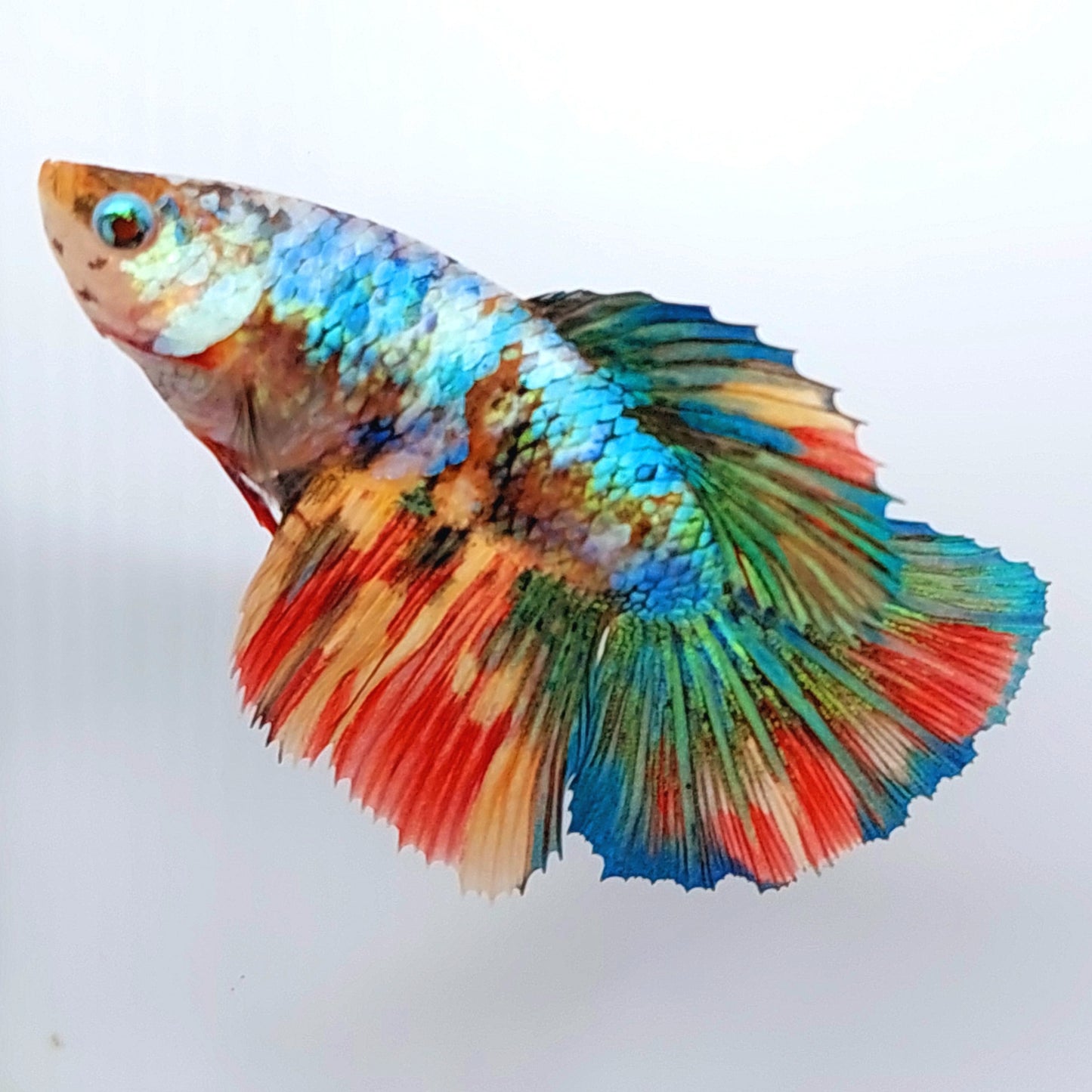 Multicolor Galaxy Halfmoon Female For Sorority Tank/Breed