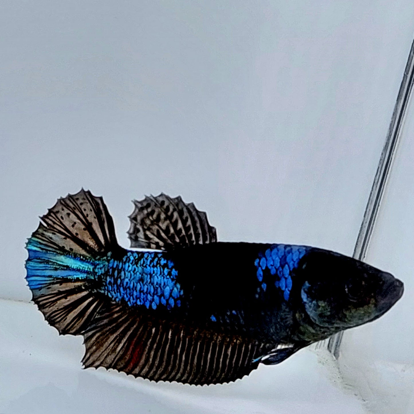 Blue Black Light HMPK Female For Sorority Tank/Breed