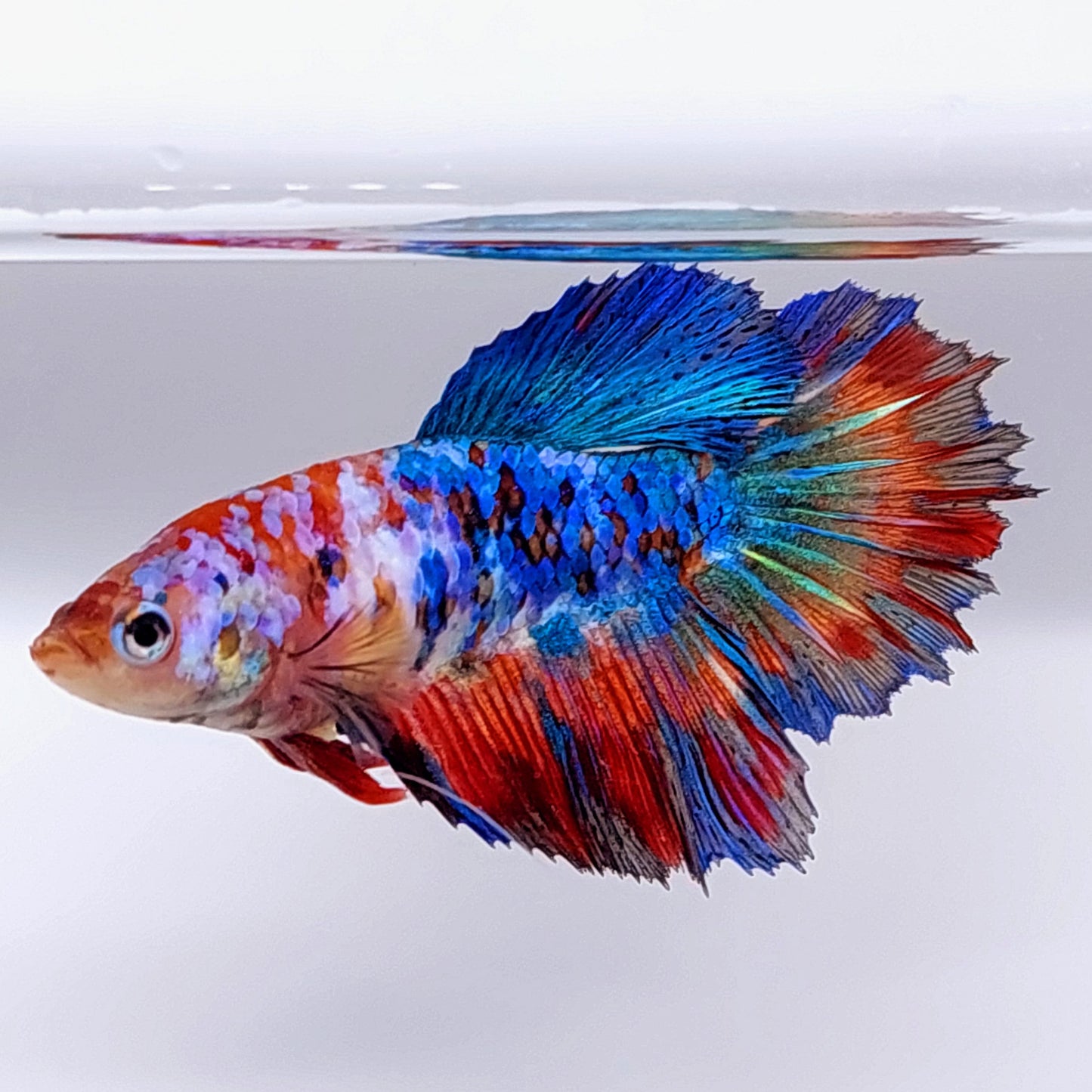 Multicolor Galaxy Halfmoon Female For Sorority Tank/Breed