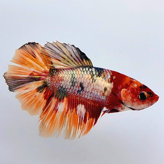 Copper Candy Halfmoon Female For Sorority Tank/Breed