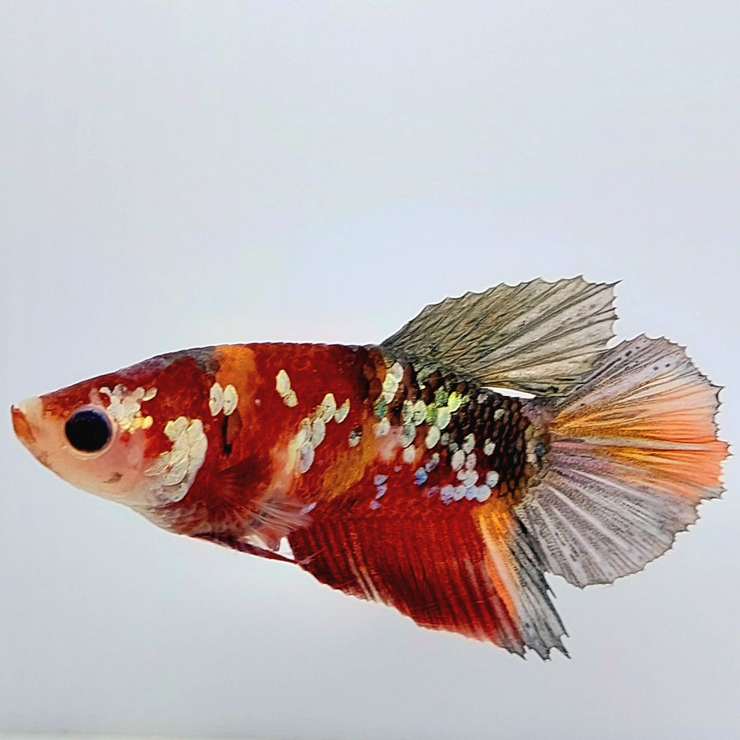 Copper Koi Galaxy Halfmoon Female For Sorority Tank/Breed