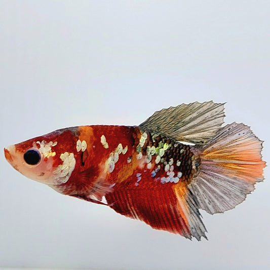 Cobre Koi Galaxy Halfmoon hembra para hermandad de mujeres tanque/raza