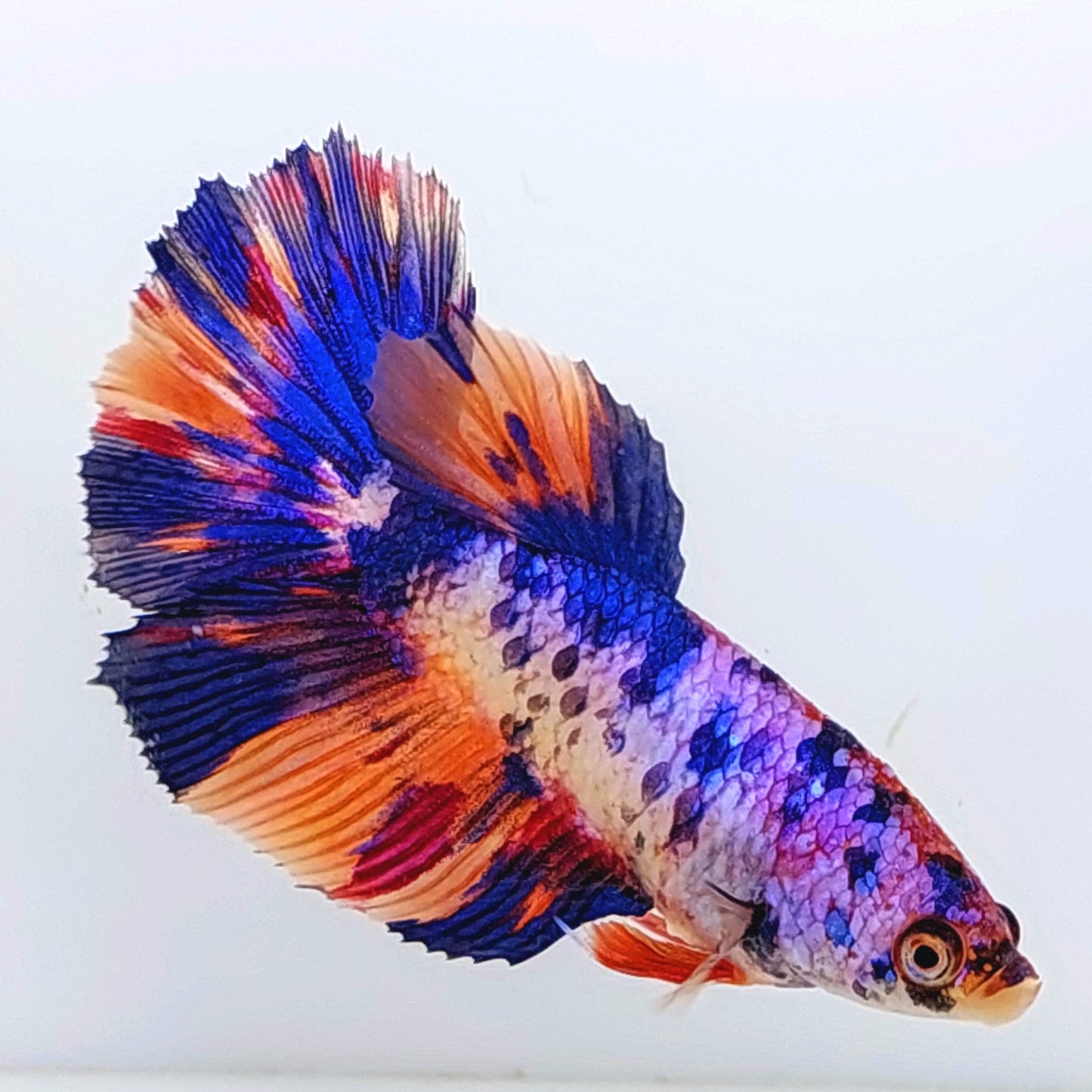 Multicolor Pink Purple Candy Halfmoon Female For Sorority Tank/Breed