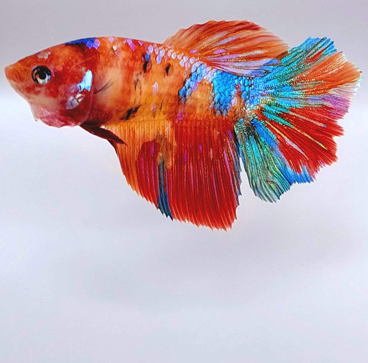 Multicolor Galaxy Halfmoon Female For Sorority Tank/Breed