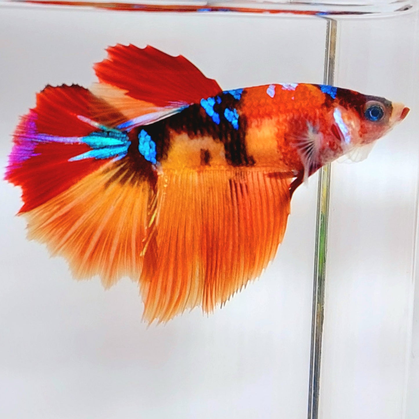 Multicolor Galaxy Halfmoon Female For Sorority Tank/Breed