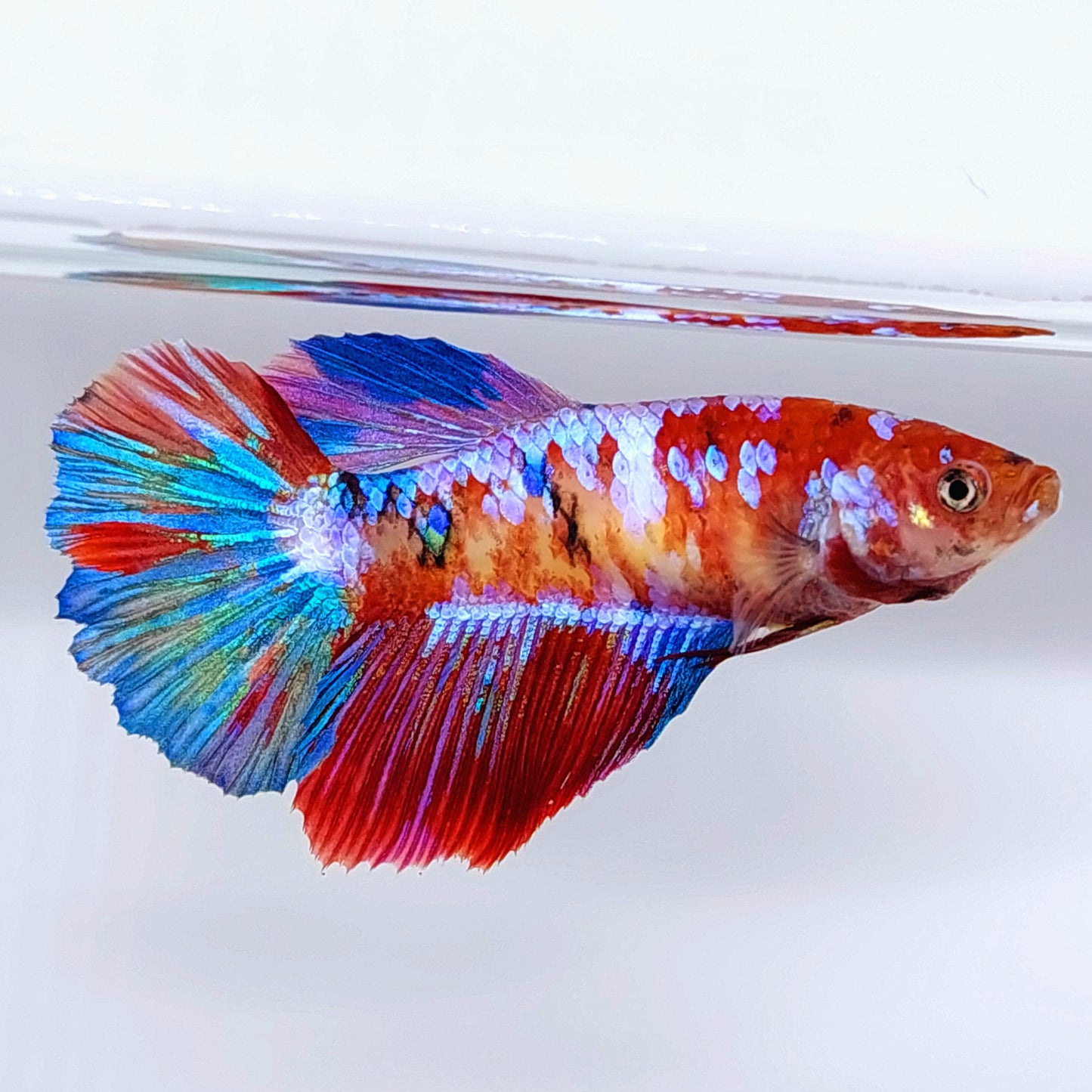 Multicolor Koi Galaxy Halfmoon Female For Sorority Tank/Breed