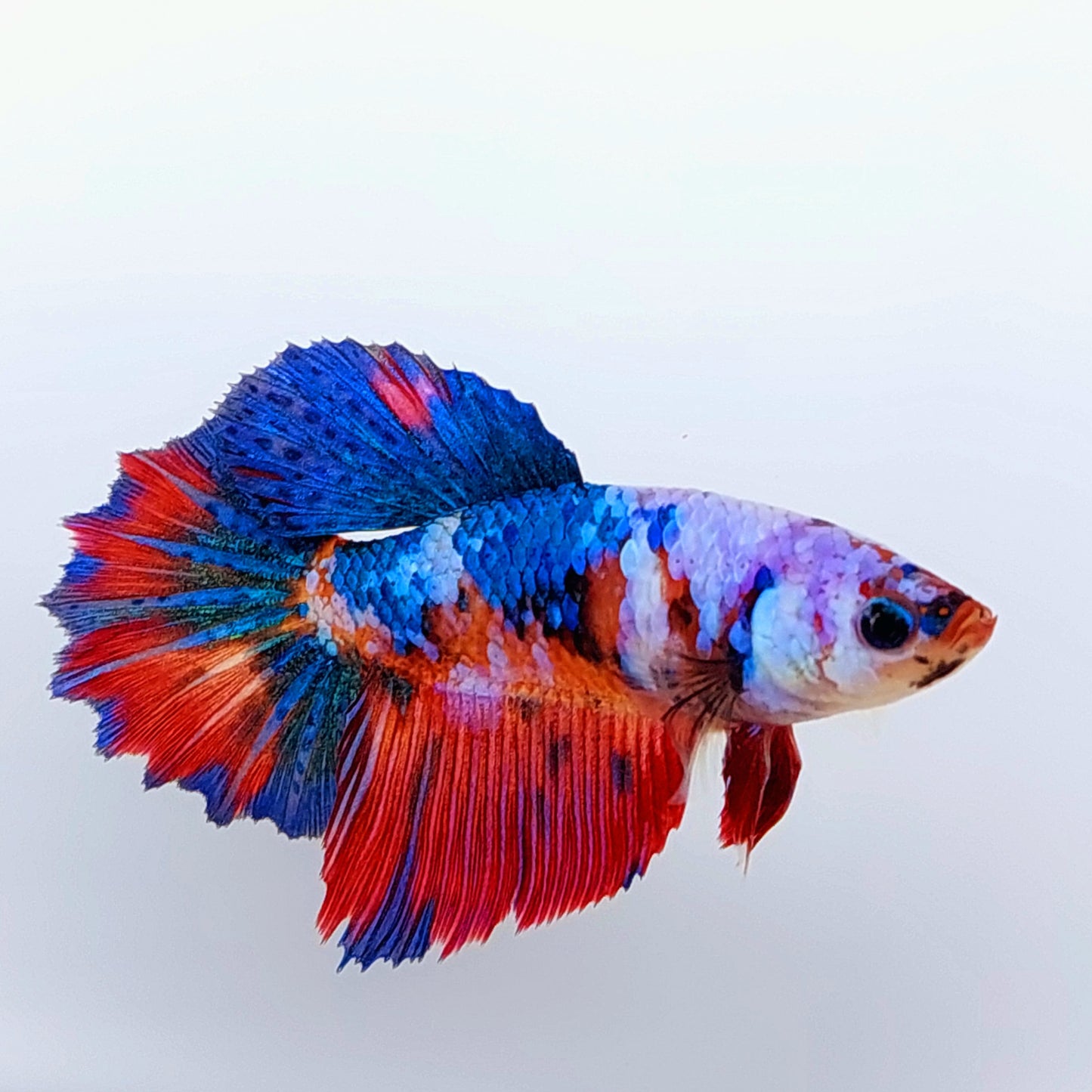 Multicolor Koi Galaxy Halfmoon Female For Sorority Tank/Breed