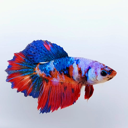 Multicolor Koi Galaxy Halfmoon hembra para hermandad de mujeres tanque/raza