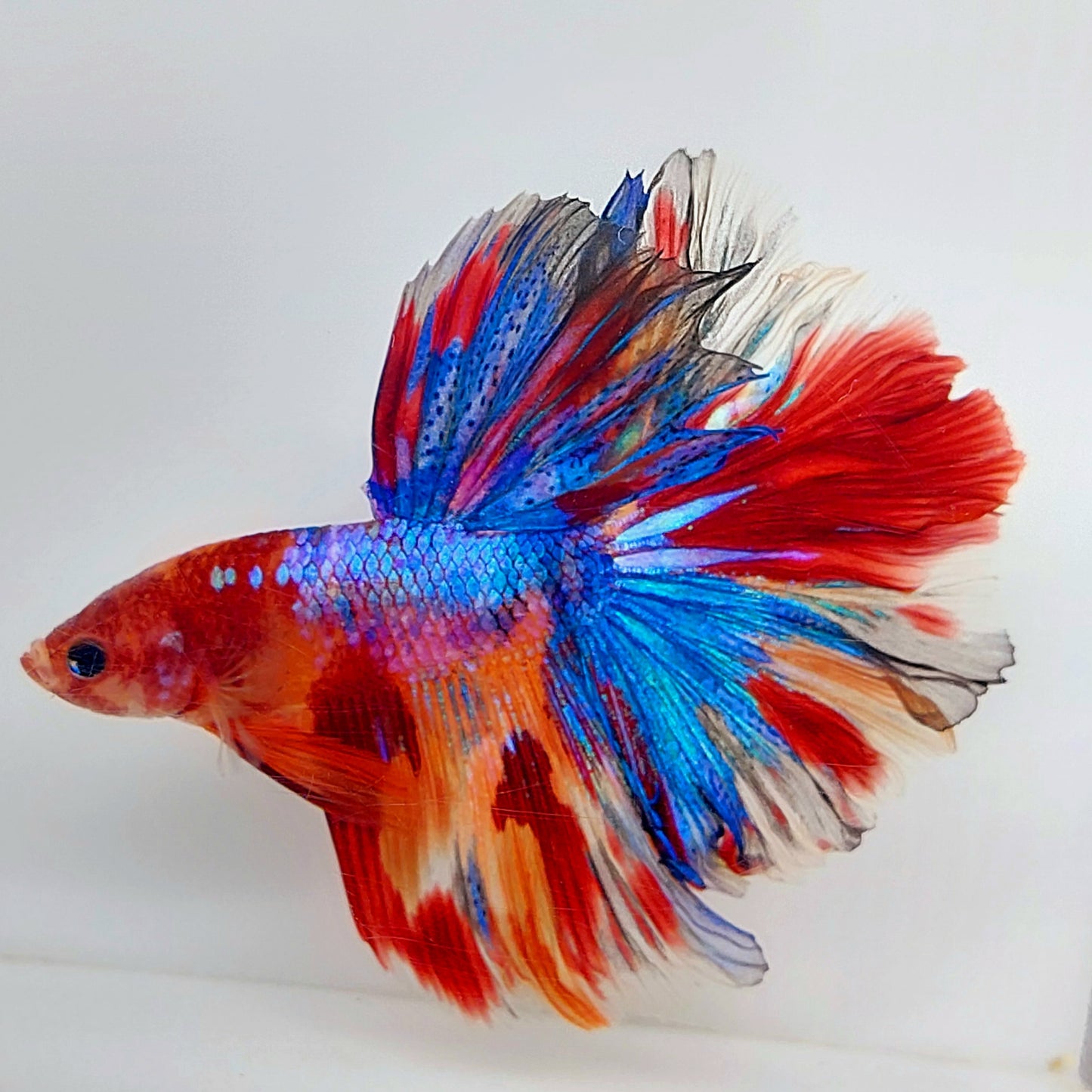 Multicolor Koi Galaxy Halfmoon Macho