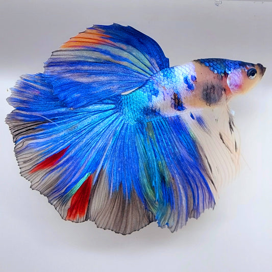 Blue Koi Halfmoon Macho