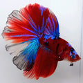 Red Koi Galaxy Halfmoon Male