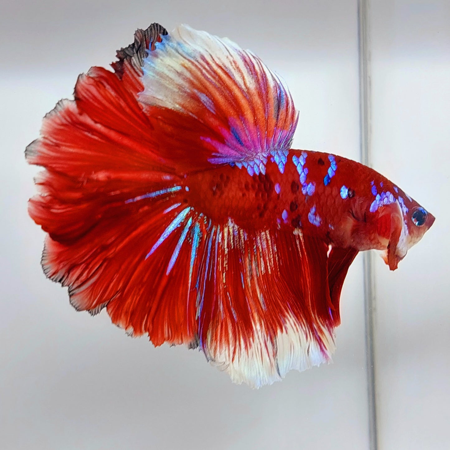 Red Koi Purple Galaxy Rosetail Halfmoon Macho