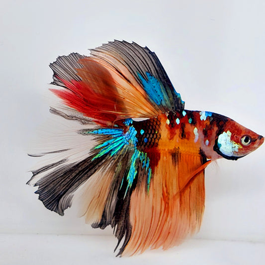 Multicolor Galaxy Halfmoon Male