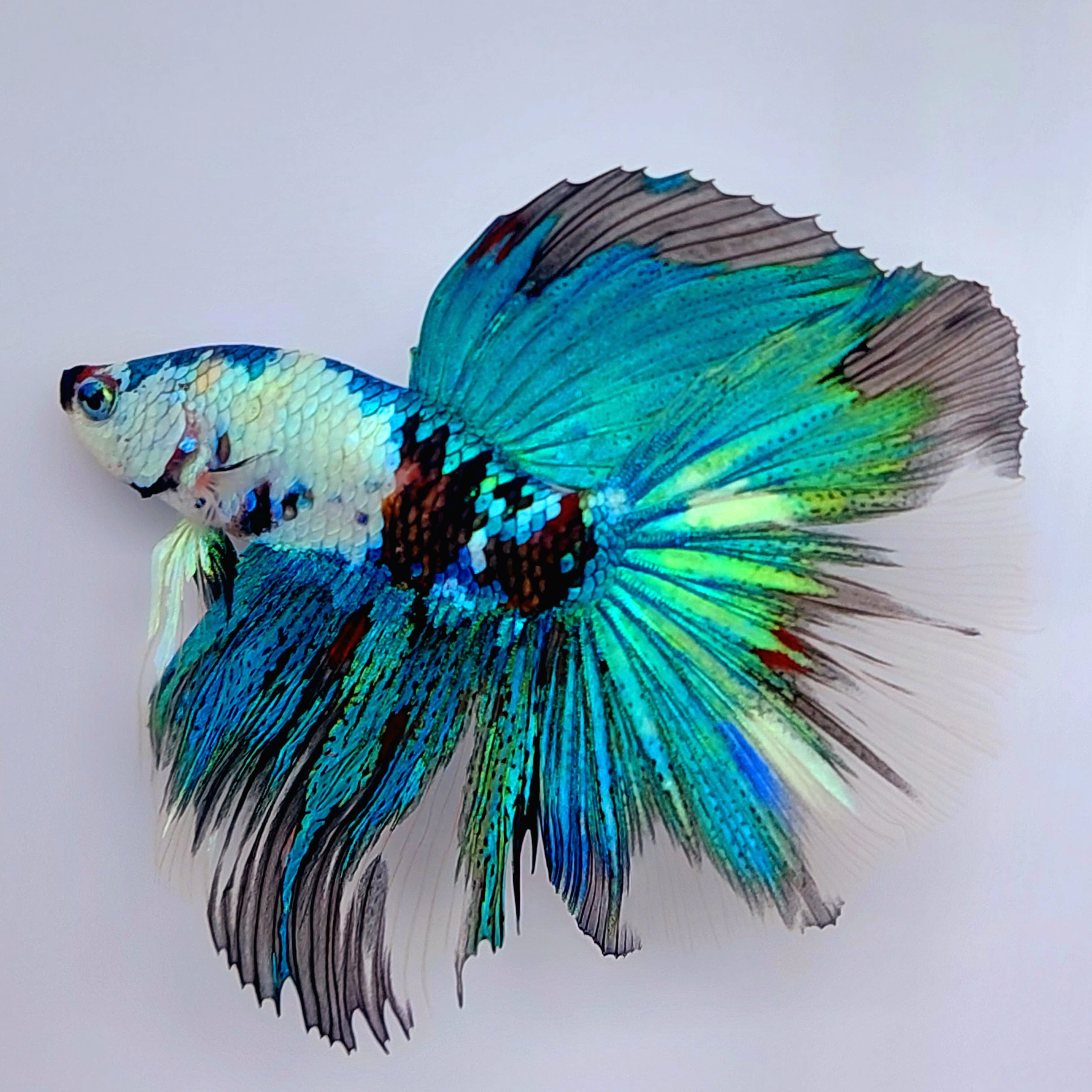 緑の恋ギャラクシー ハーフムーン オス