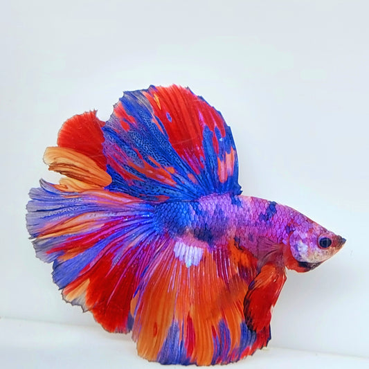 Multicolor Purple Pink Candy Halfmoon Male