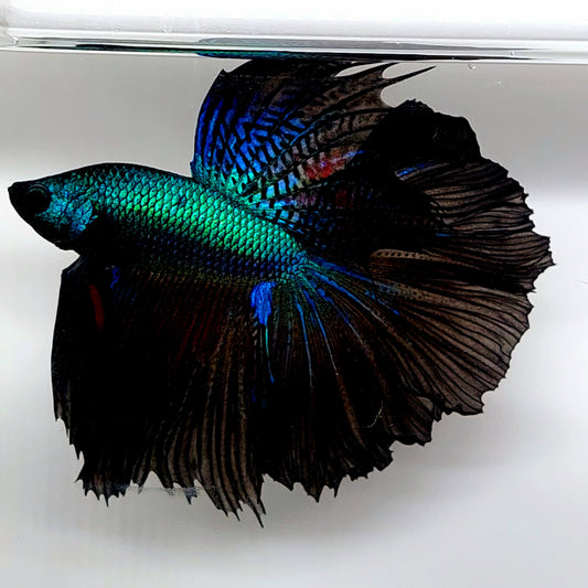 Super Green Black Halfmoon Male