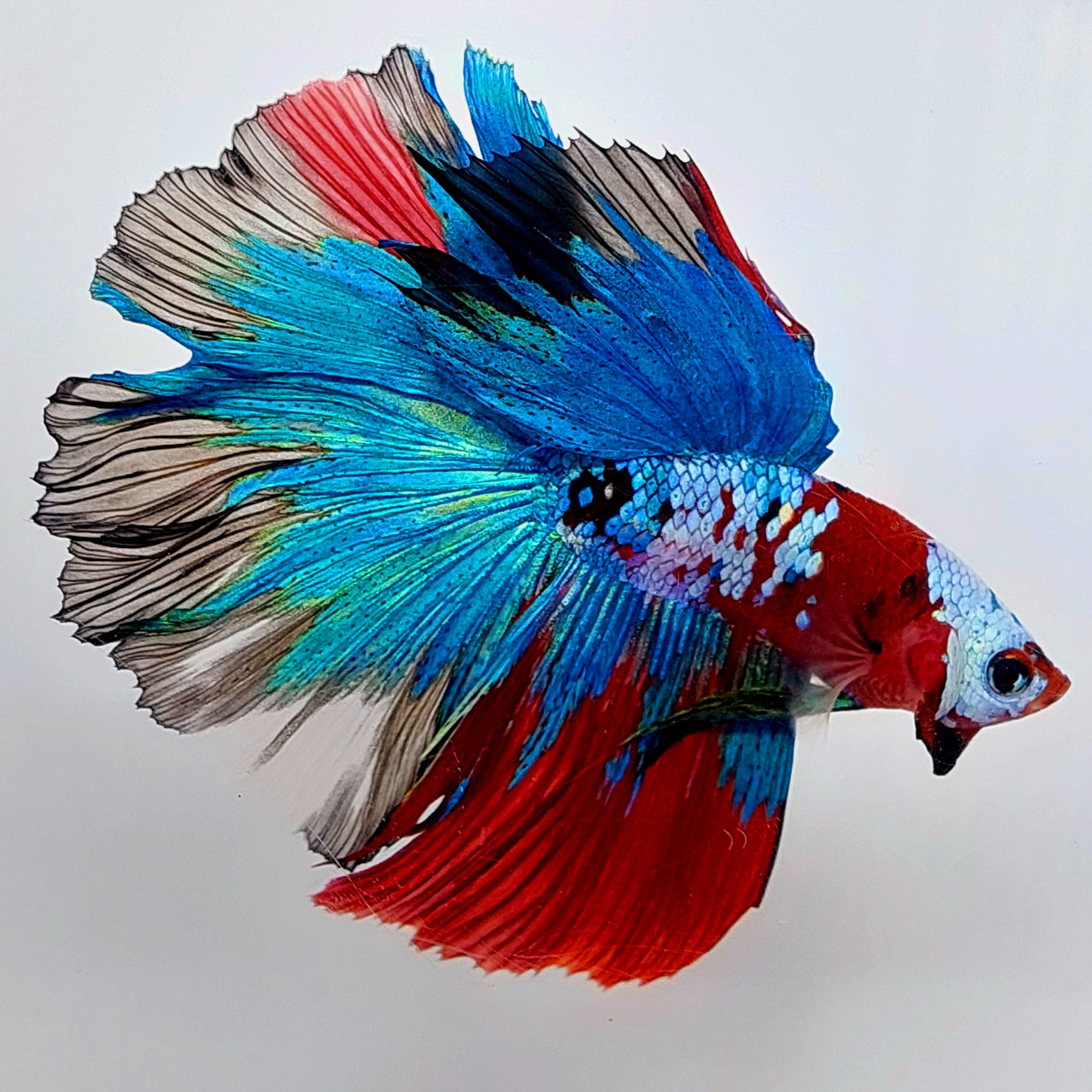 マルチカラー コイ ギャラクシー ハーフムーン オス