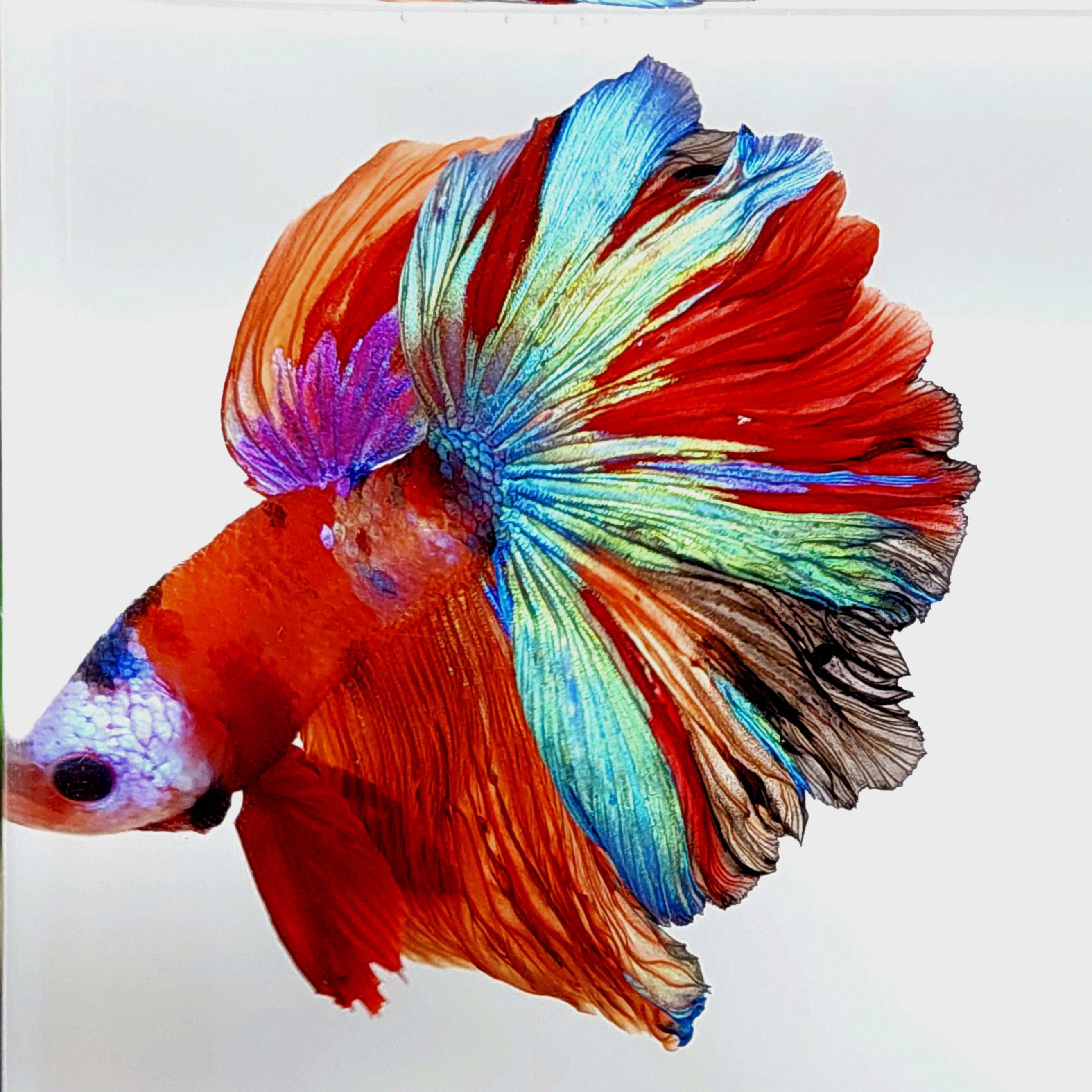 マルチカラー ギャラクシー ローズテイル ハーフムーン 男性