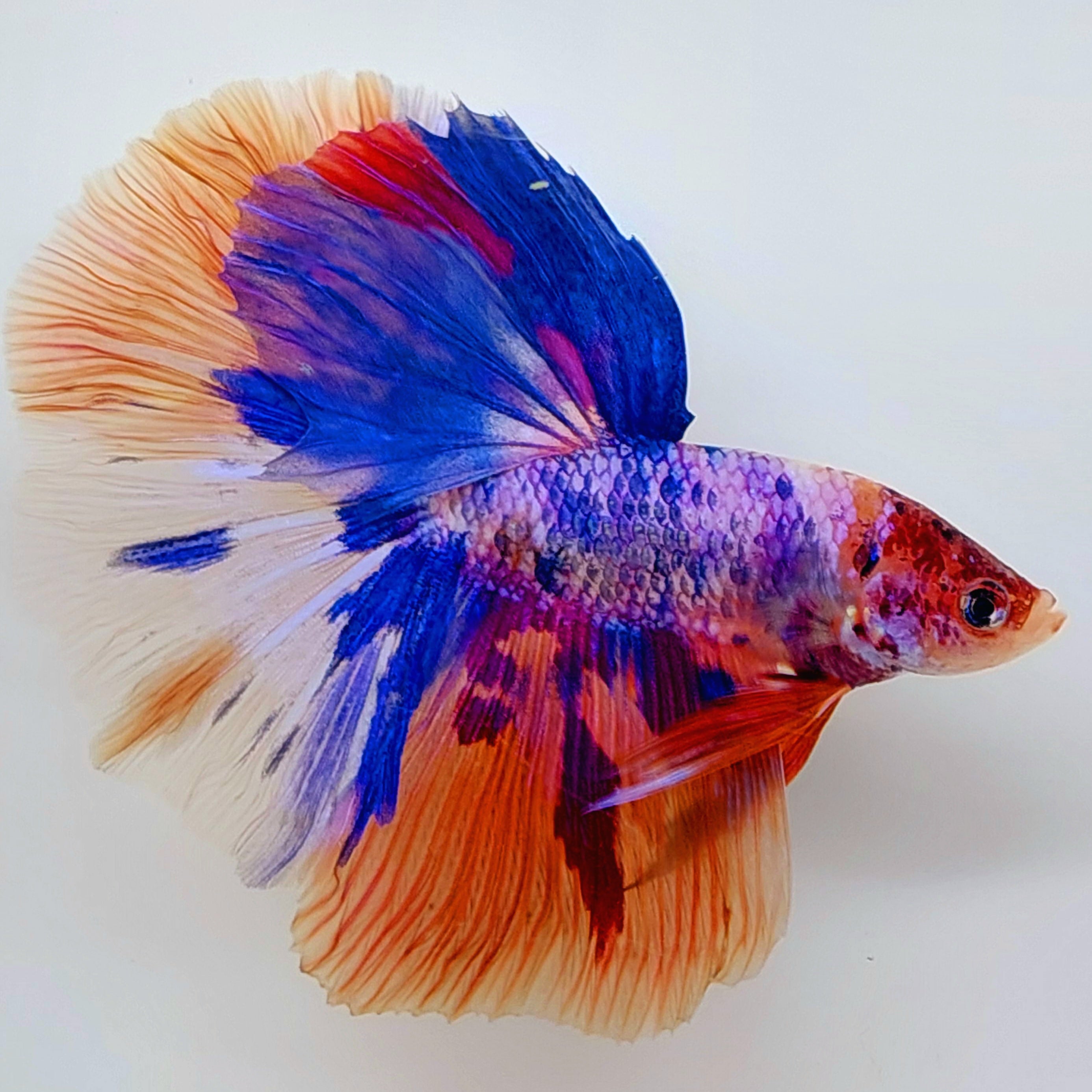 マルチカラー ピンク パープル キャンディー ハーフムーン 男性