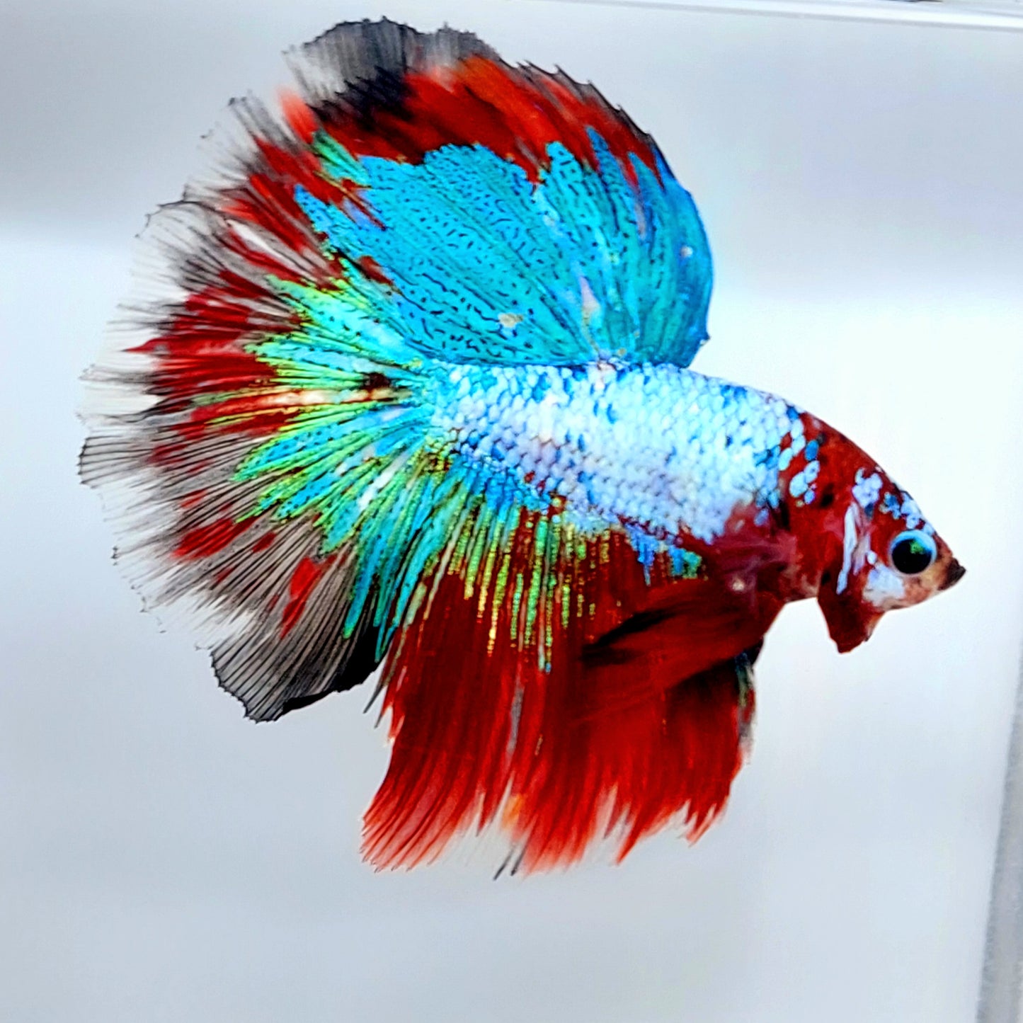 Macho de media luna koi multicolor