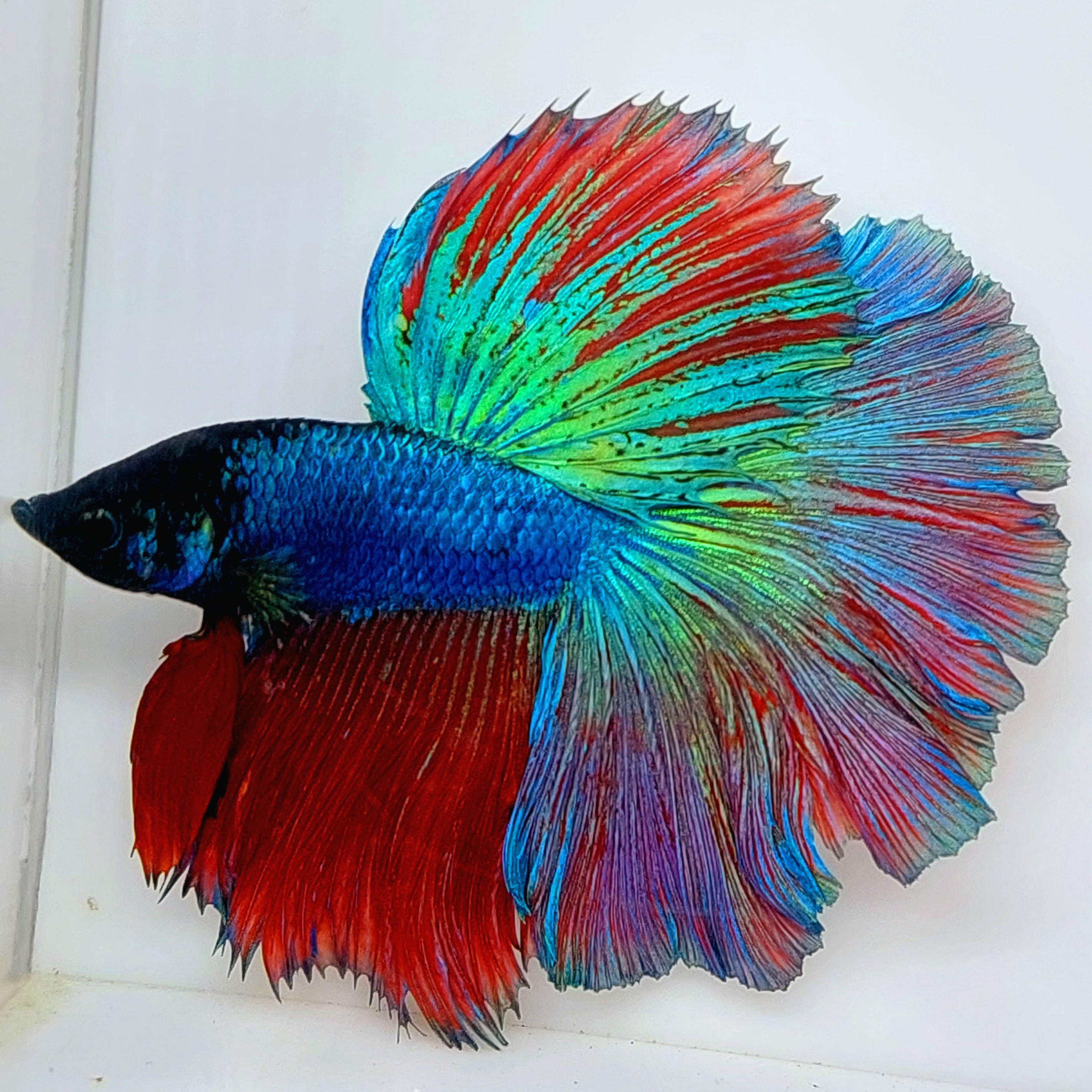 マルチカラー グリーン シマー ハーフムーン 男性