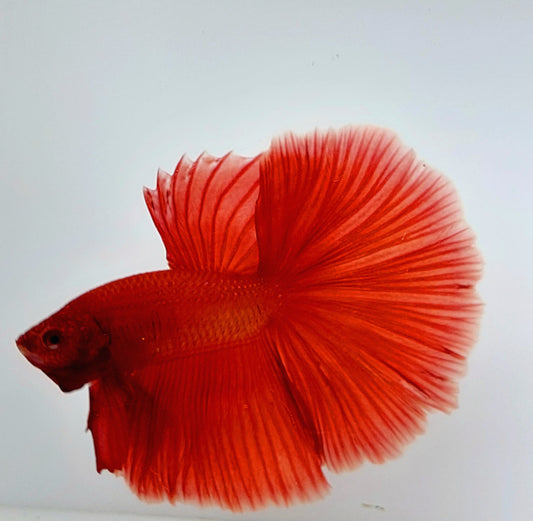 Super Red Halfmoon Male