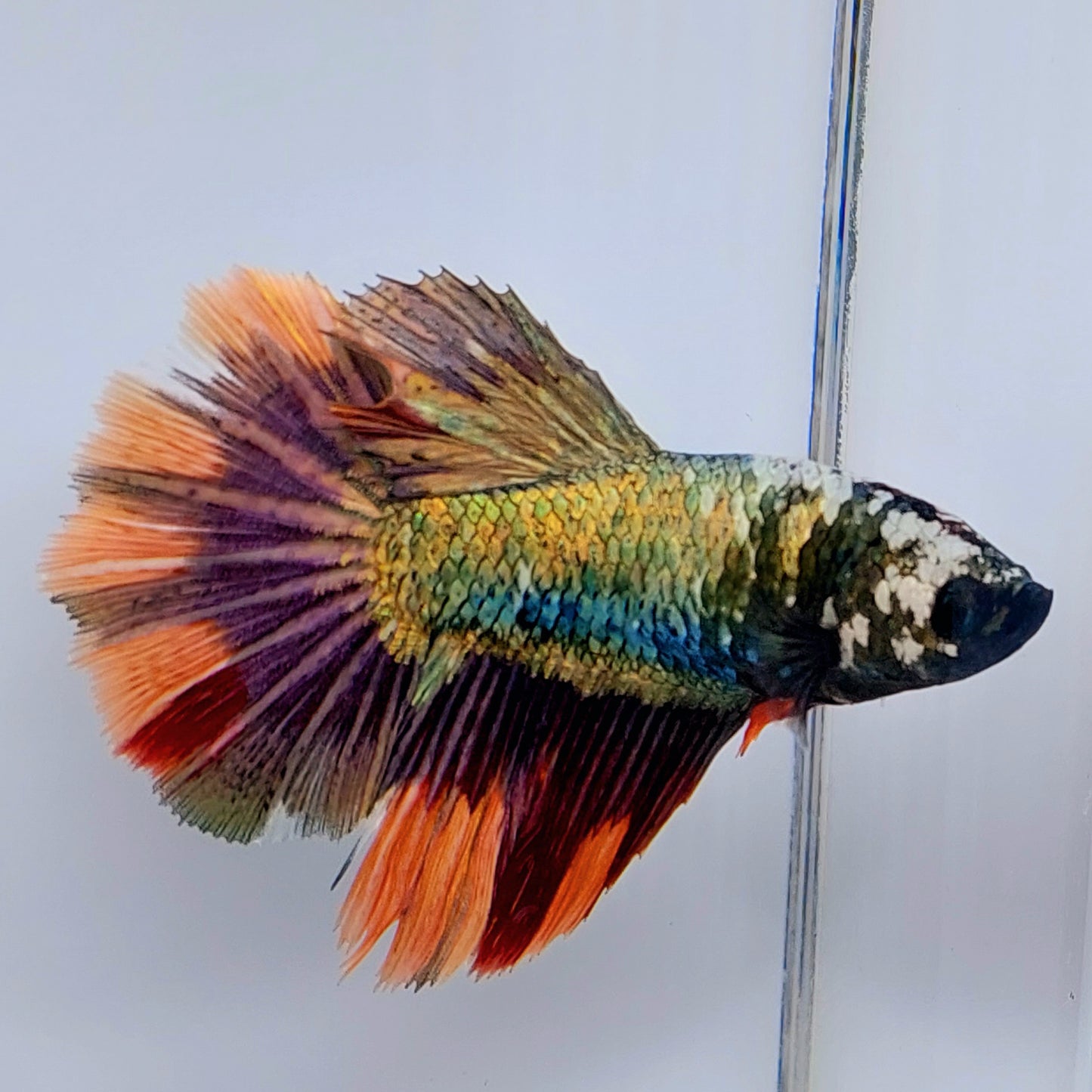 Copper Gold Candy Halfmoon Female For Sorority Tank/Breed