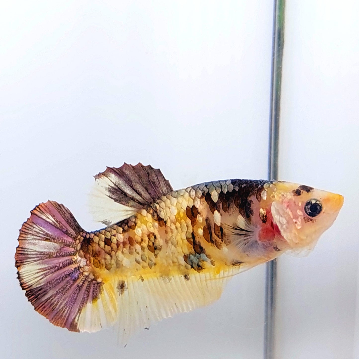 Yellow Koi Copper Gold Purple Galaxy HMPK Female For Sorority Tank/Breed