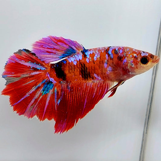 Red Koi Galaxy Halfmoon hembra para hermandad de mujeres tanque/raza