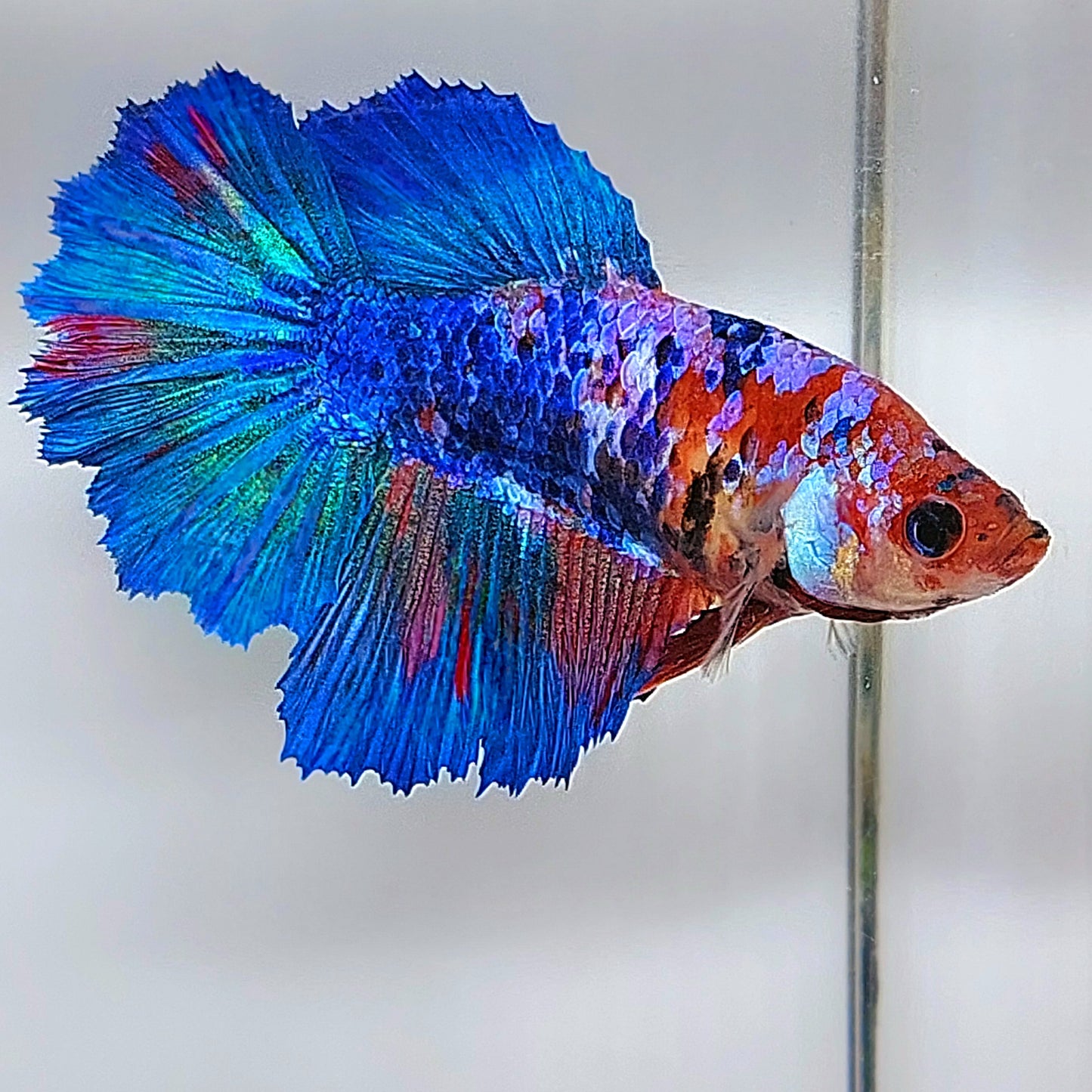 Multicolor Galaxy Halfmoon Female For Sorority Tank/Breed